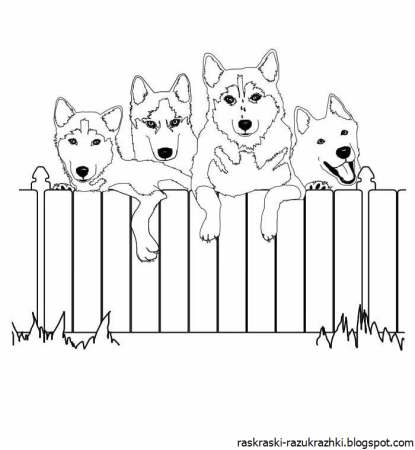 Раскраска хаски