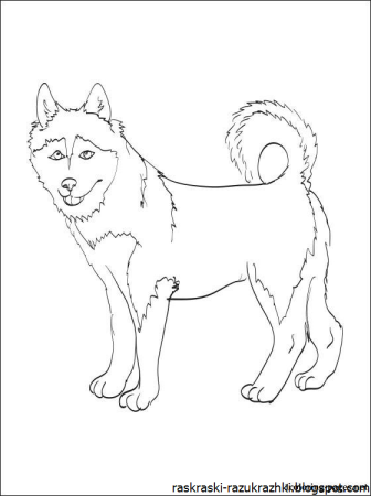 Раскраска немецкая овчарка
