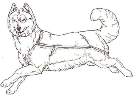 Раскраска хаски