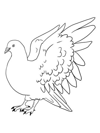 Голубь рисунок
