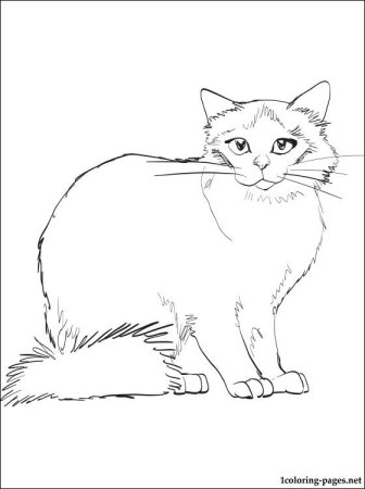 Сибирская кошка раскраска