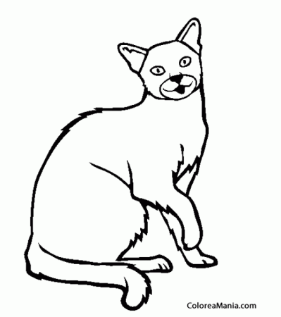 Сиамский кот раскраска