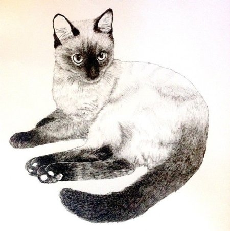 Сиамская кошка рисунок
