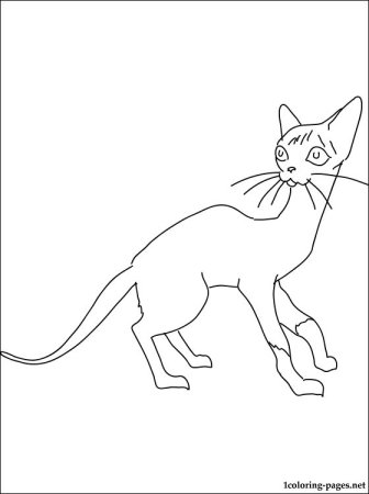 Сиамская кошка раскраска