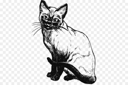 Разукрашку сиамской кошки