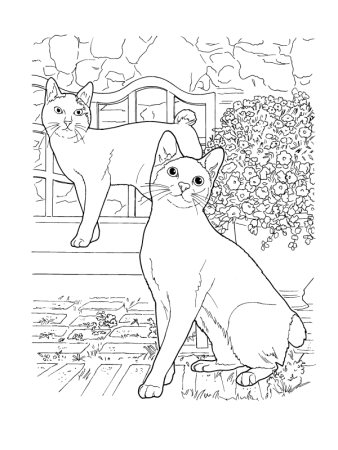 Раскраски породистых кошек