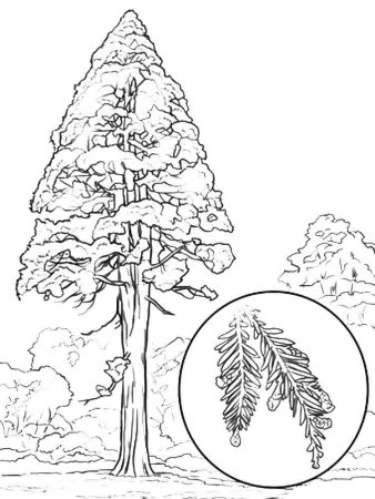 Ель раскраска