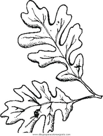 Лист дуба раскраска