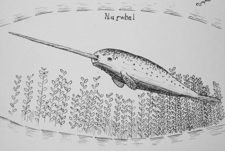 Нарвал раскраска