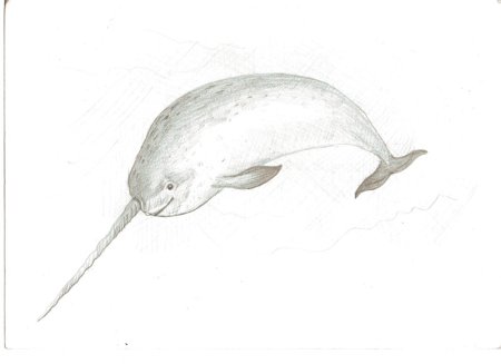 Рисунок нарвала для срисовки