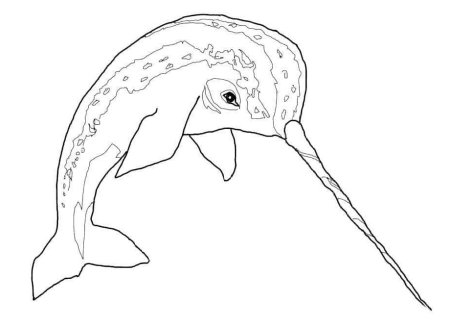 Нарвал раскраска для детей