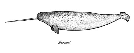 Нарвал раскраска для детей