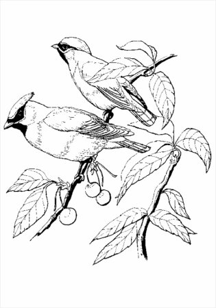 Свиристель раскраска для детей