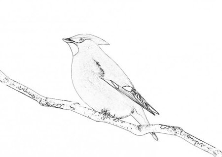 Зимние птицы раскраска