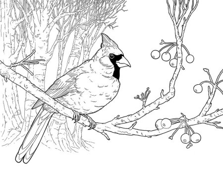 Свиристель раскраска для детей