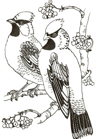 Свиристель раскраска для детей