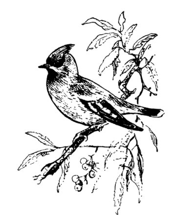 Раскраски птицы свиристели