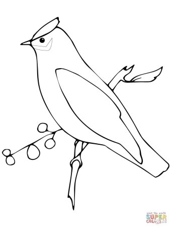 Свиристель птица раскраска для детей
