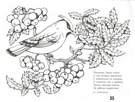 Свиристель раскраска
