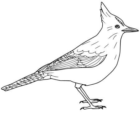 Жаворонок раскраска