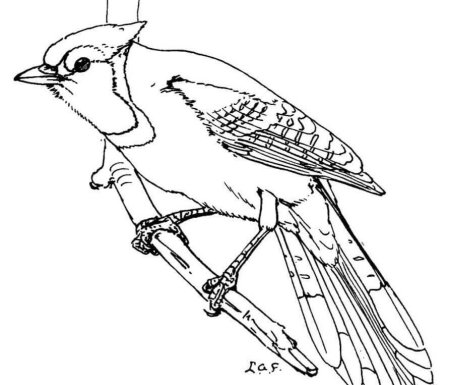 Сойка раскраска для детей