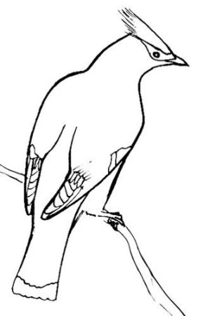 Свиристель раскраска для детей