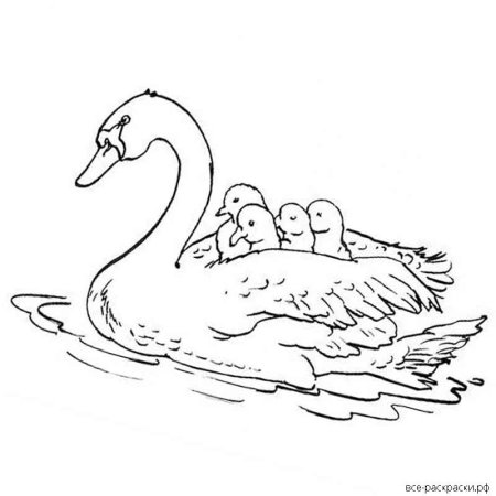 Лебедь раскраска