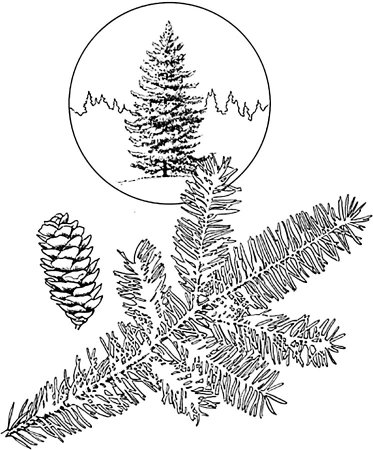 Раскраска елка Новогодняя