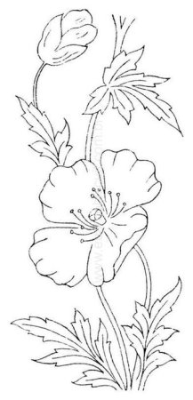 Пион тонколистный раскраска