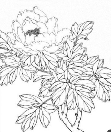 Пион тонколистный черно белый