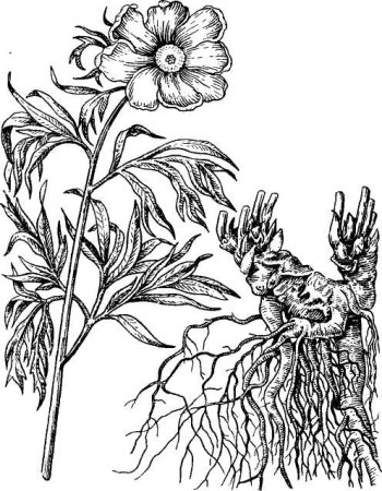 Пион тонколистный раскраска