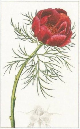 Пион тонколистный черно белый