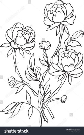 Пион тонколистный