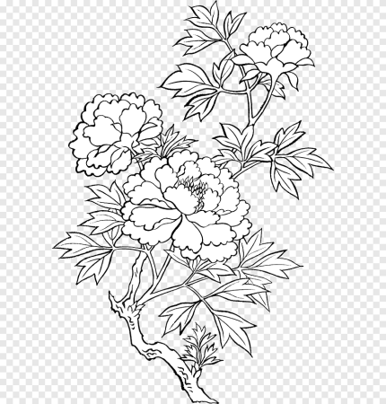 Раскраска адонис-горицвет