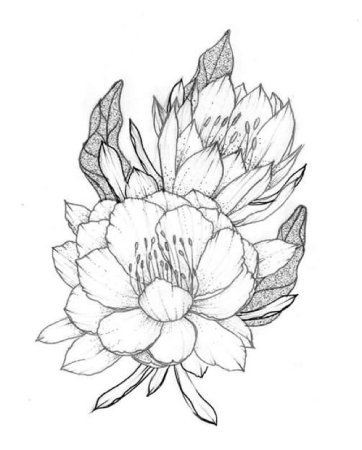 Пион контур сбоку