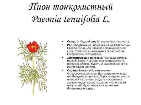 Пион тонколистный