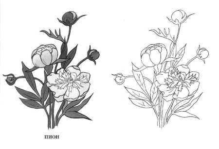 Пион узколистный корень