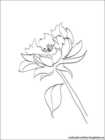 Пион тонколистный раскраска для детей