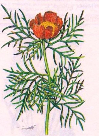 Пион тонколистный контур