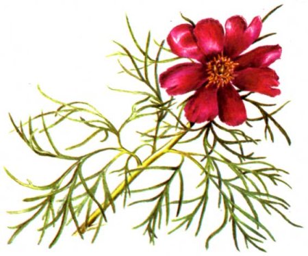 Пион тонколистный раскраска