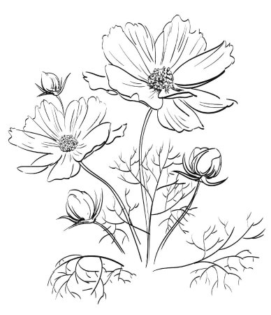 Пион тонколистный раскраска для детей