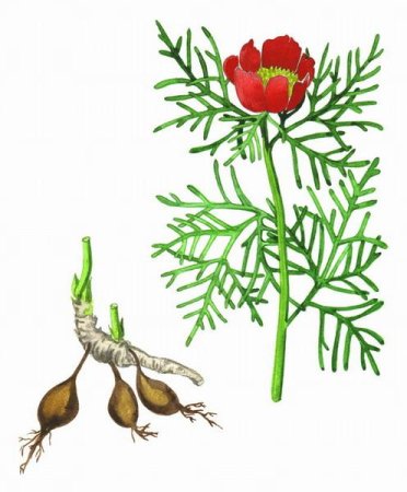 Пион тонколистный