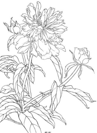 Пион тонколистный черно белый