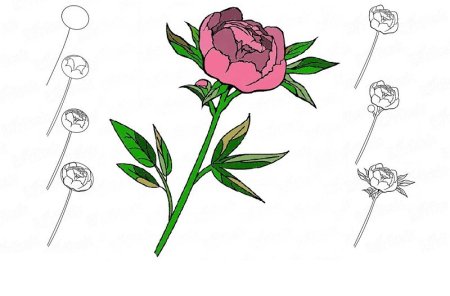 Пион узколистный Воронец