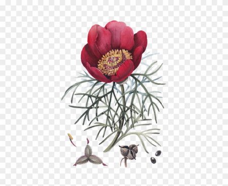 Пион узколистный корень