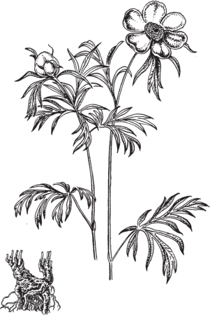 Пион тонколистный корень