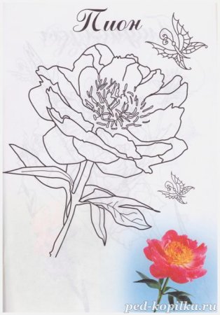 Пион тонколистный строение