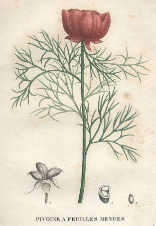 Мак трафарет