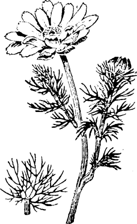 Пионы карандашом для срисовки