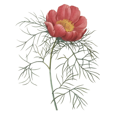 Пион тонколистный Ботанический атлас
